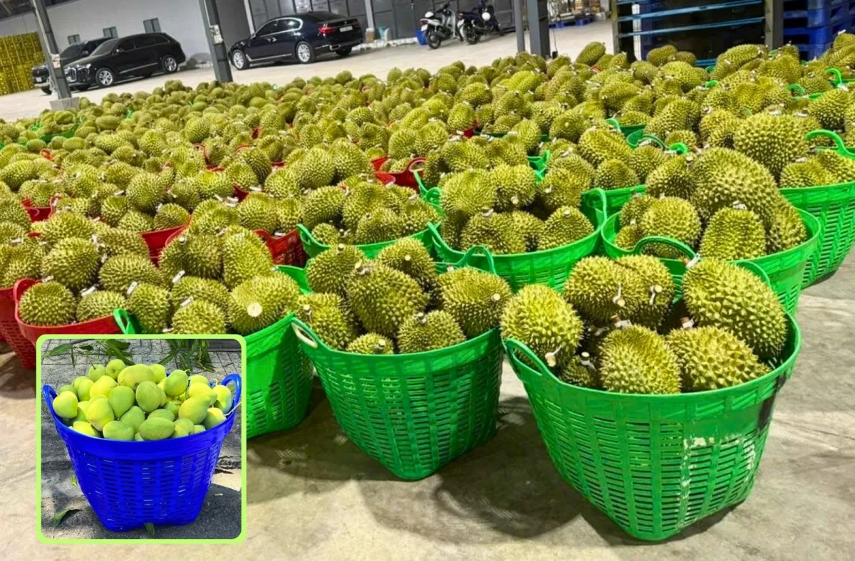 Ứng Dụng Của Cần Xé Nhựa Trong Thực TếNhờ thiết kế bền chắc, dung tích lớn và khả năng chịu tải tốt, cần xé nhựa được sử dụng rộng rãi trong nhiều ngành nghề khác nhau. Sản phẩm không chỉ giúp bảo quản hàng hóa hiệu quả mà còn tối ưu quá trình vận chuyển, lưu kho và phân loại sản phẩm. 1. Thu Hoạch Và Vận Chuyển Nông Sản Cần xé nhựa là lựa chọn phổ biến trong ngành nông nghiệp để chứa và vận chuyển: Rau, củ, quả. Thanh long, xoài, mít, sầu riêng. Chuối, bưởi, dưa hấu. Cà phê, hồ tiêu và các loại nông sản khác. Thiết kế dạng hở giúp lưu thông không khí, hạn chế hơi ẩm và giảm tình trạng dập nát trong quá trình thu hoạch và vận chuyển. 2. Bảo Quản Và Vận Chuyển Thủy Hải Sản Trong ngành thủy sản, cần xé nhựa được sử dụng để đựng: Cá. Tôm. Cua. Mực. Hải sản tươi sống hoặc đông lạnh. Sản phẩm có khả năng chống nước, chống ăn mòn và dễ vệ sinh sau mỗi lần sử dụng, đáp ứng tốt môi trường làm việc có độ ẩm cao. 3. Lưu Trữ Hàng Hóa Trong Kho Bãi Các doanh nghiệp sản xuất và kho vận sử dụng cần xé nhựa để: Phân loại nguyên vật liệu. Lưu trữ bán thành phẩm. Chứa thành phẩm trước khi xuất kho. Sắp xếp hàng hóa theo từng khu vực. Thiết kế có thể xếp chồng giúp tiết kiệm diện tích và tối ưu không gian lưu trữ. 4. Ứng Dụng Trong Logistics Và Vận Chuyển Các trung tâm phân phối và đơn vị vận tải sử dụng cần xé nhựa để: Gom hàng theo từng đơn. Phân loại hàng hóa. Vận chuyển linh kiện và phụ kiện. Bảo vệ sản phẩm trong quá trình bốc xếp. Độ bền cao giúp sản phẩm chịu được tần suất sử dụng liên tục và tải trọng lớn. 5. Ngành Chế Biến Thực Phẩm Trong các nhà máy chế biến thực phẩm, cần xé nhựa được dùng để chứa: Rau củ sau sơ chế. Trái cây. Thực phẩm đóng gói. Nguyên liệu sản xuất. Bề mặt nhẵn giúp dễ vệ sinh, hạn chế bám bẩn và đáp ứng yêu cầu về an toàn thực phẩm. 6. Ngành May Mặc Và Điện Tử Các xưởng sản xuất thường sử dụng cần xé nhựa để: Đựng vải và bán thành phẩm. Chứa quần áo thành phẩm. Lưu trữ linh kiện điện tử. Phân loại phụ kiện theo từng công đoạn. Sản phẩm giúp quản lý hàng hóa khoa học, giảm thất lạc và tăng hiệu quả sản xuất. 7. Chăn Nuôi Và Nông Nghiệp Công Nghệ Cao Trong lĩnh vực chăn nuôi, cần xé nhựa được sử dụng để: Đựng thức ăn chăn nuôi. Thu hoạch nông sản. Vận chuyển cây giống. Chứa phân bón và vật tư nông nghiệp. Khả năng chịu thời tiết tốt giúp sản phẩm sử dụng hiệu quả cả trong nhà lẫn ngoài trời. 8. Ứng Dụng Trong Gia Đình Và Kinh Doanh Nhỏ Ngoài lĩnh vực công nghiệp, cần xé nhựa còn được sử dụng trong đời sống hằng ngày để: Đựng quần áo. Bảo quản đồ dùng gia đình. Chứa đồ chơi trẻ em. Đựng hàng hóa tại cửa hàng, siêu thị và chợ truyền thống. Thu gom rác tái chế hoặc vật dụng cần lưu trữ. Vì Sao Cần Xé Nhựa Được Ưa Chuộng? Nhờ độ bền cao, khả năng chịu tải lớn, chống ẩm, chống ăn mòn, dễ vệ sinh và có thể tái sử dụng nhiều lần, cần xé nhựa trở thành giải pháp lưu trữ và vận chuyển hàng hóa hiệu quả cho nhiều ngành nghề. Với đa dạng kích thước, mẫu mã và chất liệu, sản phẩm đáp ứng tốt nhu cầu từ hộ kinh doanh nhỏ lẻ đến doanh nghiệp sản xuất, kho vận và xuất khẩu.
